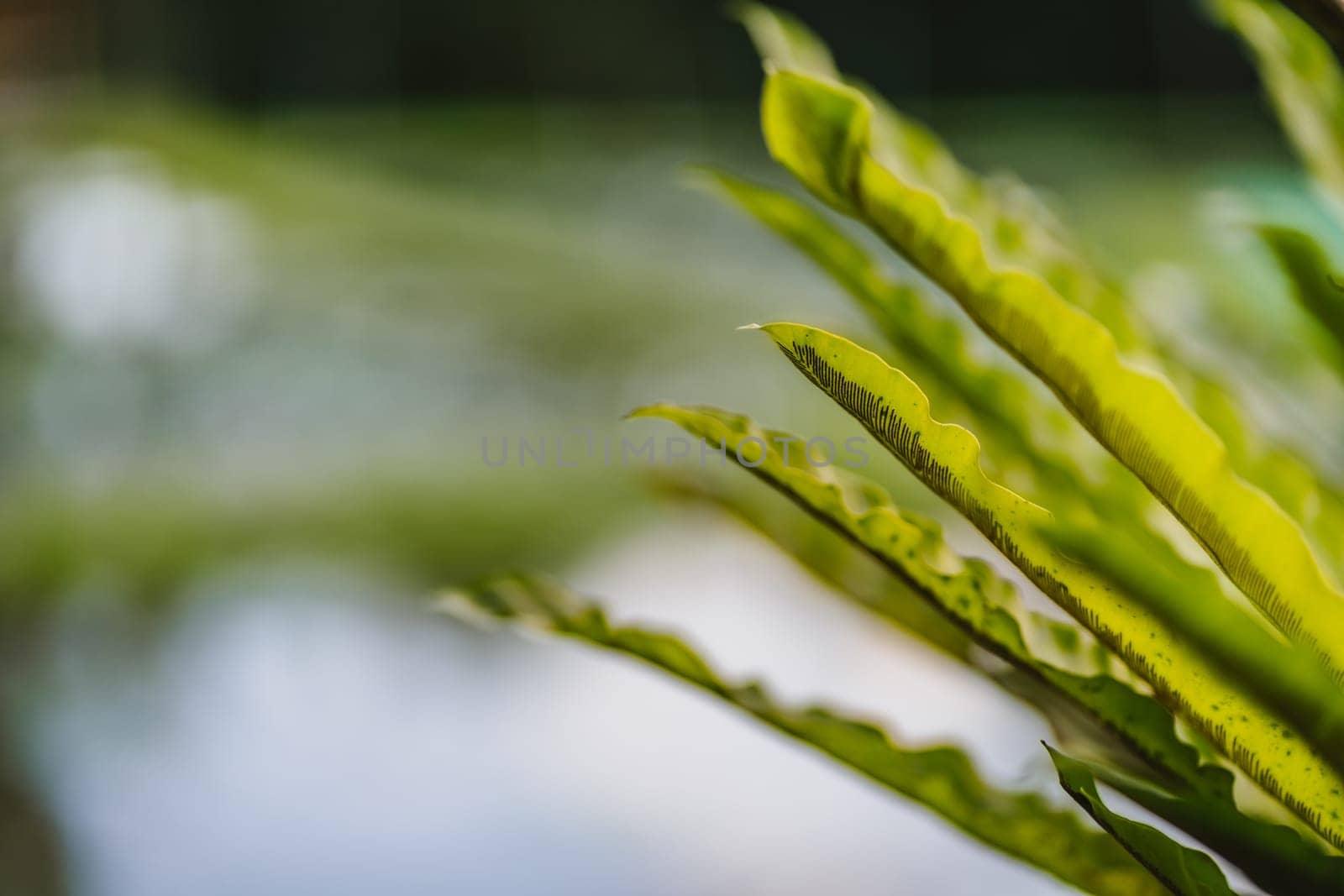 Close up shot of plant leaves with blurred nature background by Popov