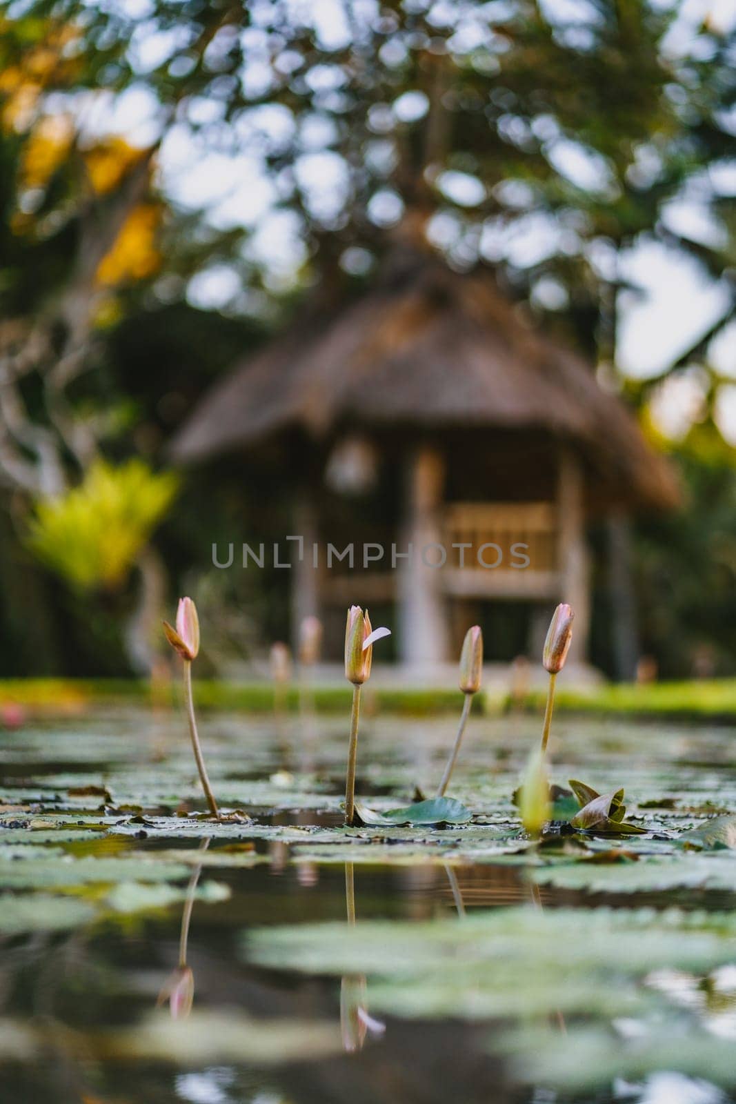 Photo of small lilies on the background of the bungalow in the nature. Tropical house on the water surrounded by jungle palms