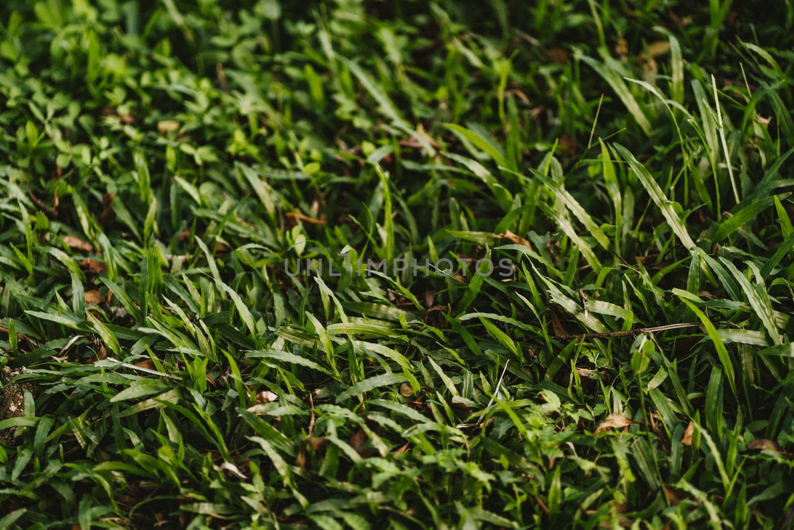 Photo of green grass with small leaves by Popov