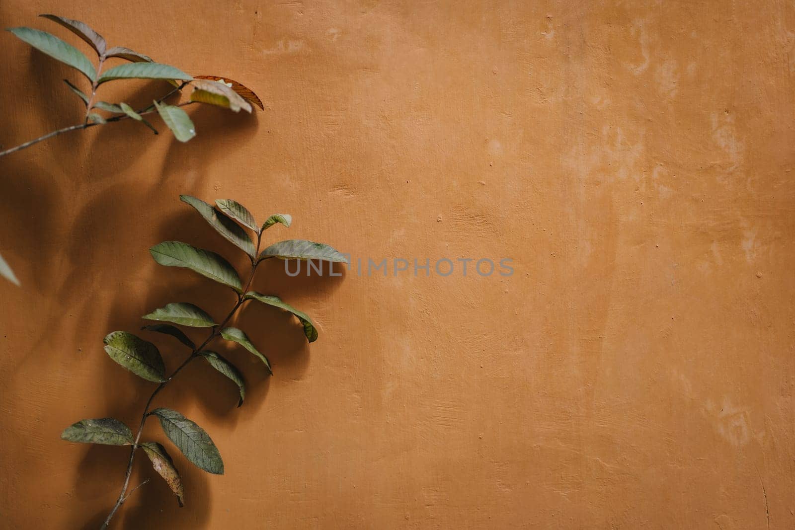 Plants branches on orange clay wall. Decorative plant branch growing on wall, photo of climbing plants