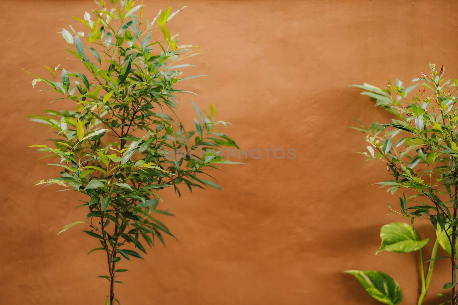Green small tree on orange clay wall background. Decorative olive tree branch botanical