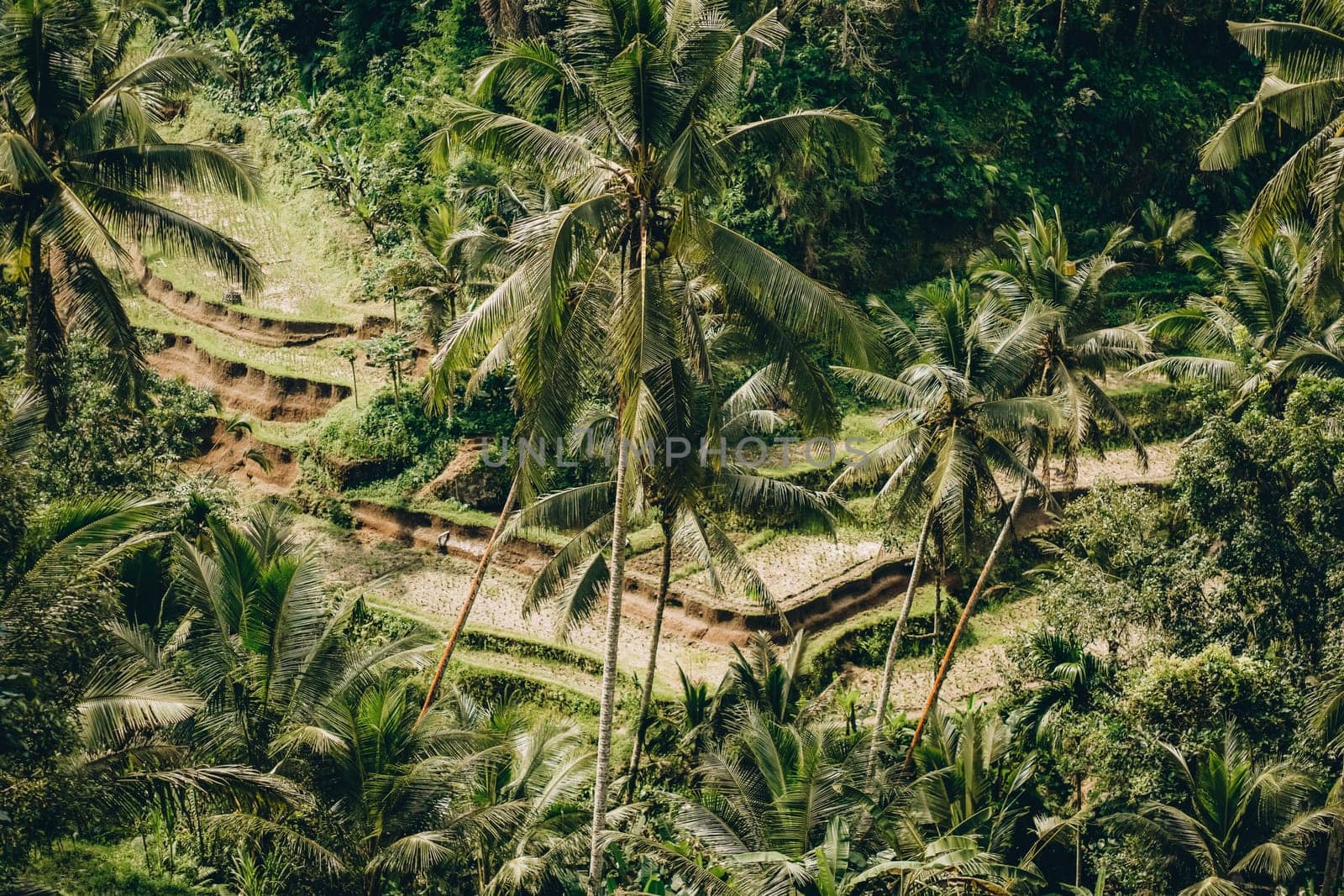 Photo of tropical jungle palms by Popov