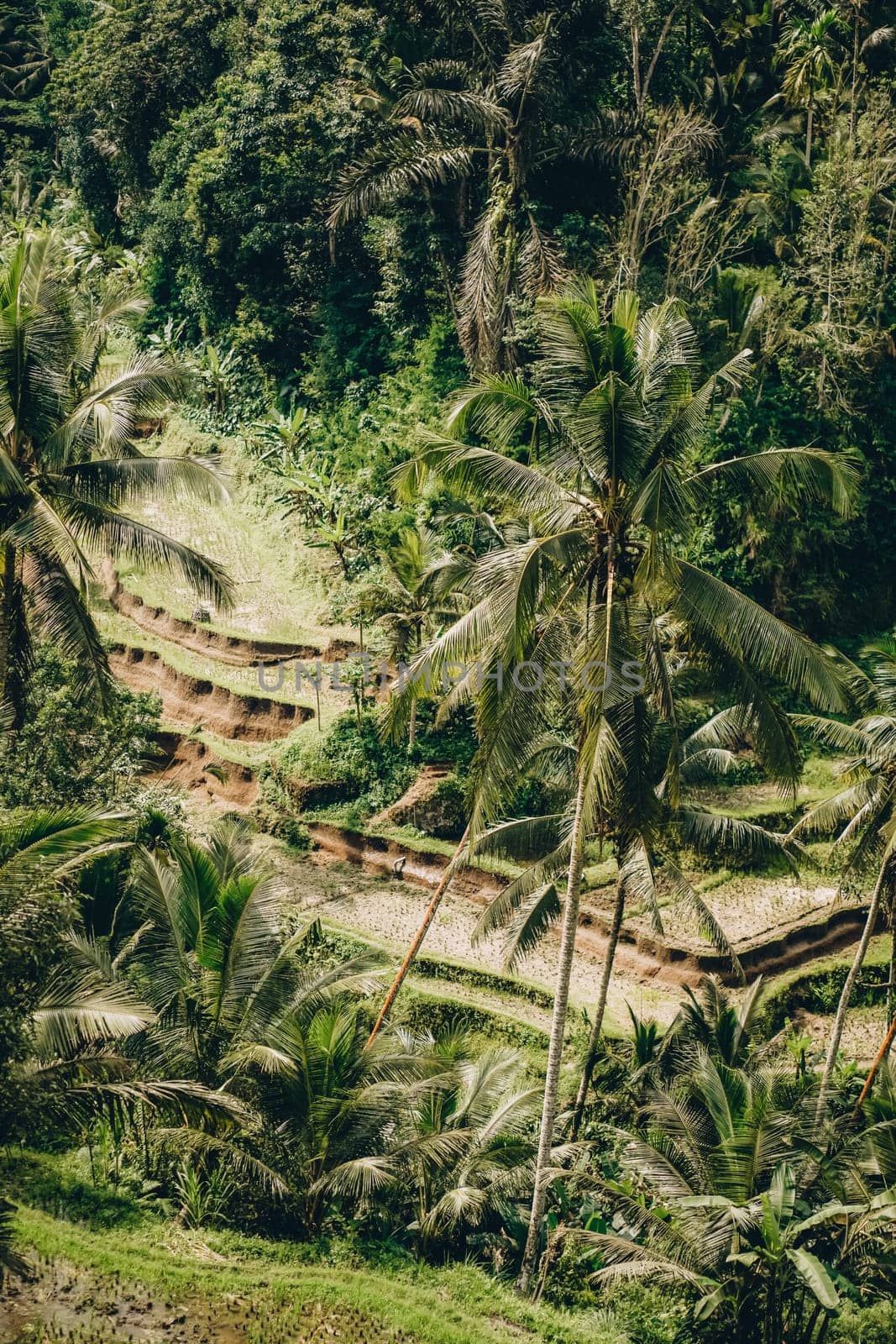 Photo of tropical jungle palms. Terrace rice field, asian wild nature landscape, shot of palms tree