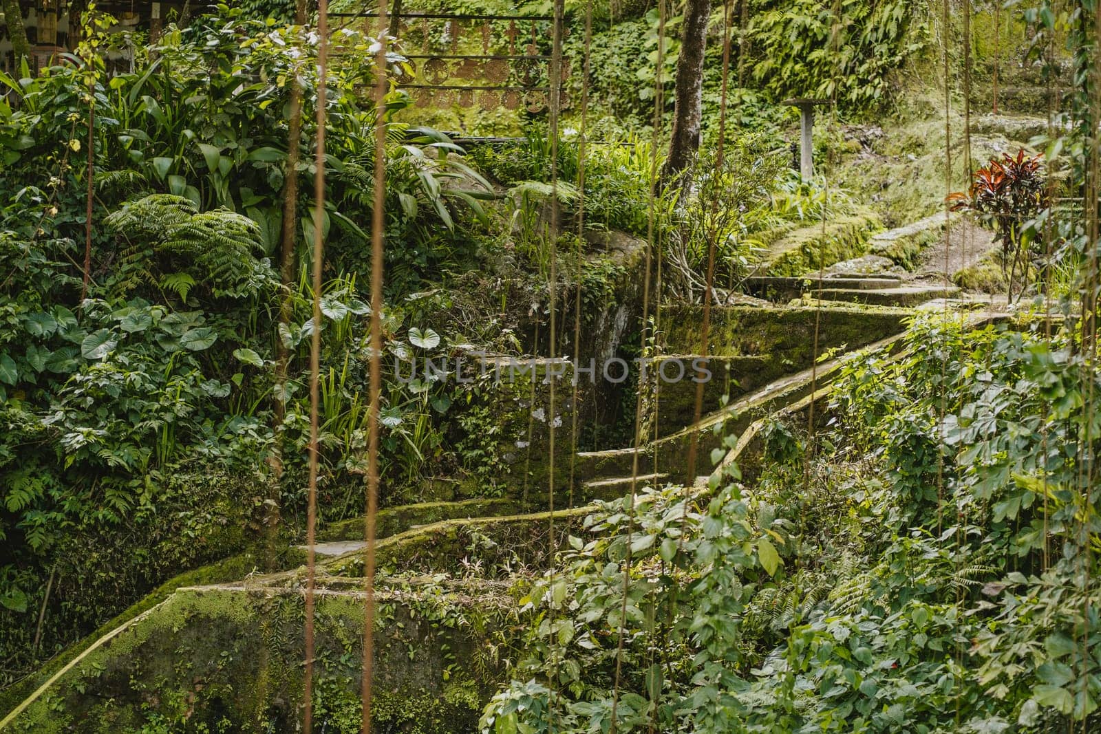 Bali nature rice terrace landscape. Indonesian agriculture and farm fields, tropical jungle environment