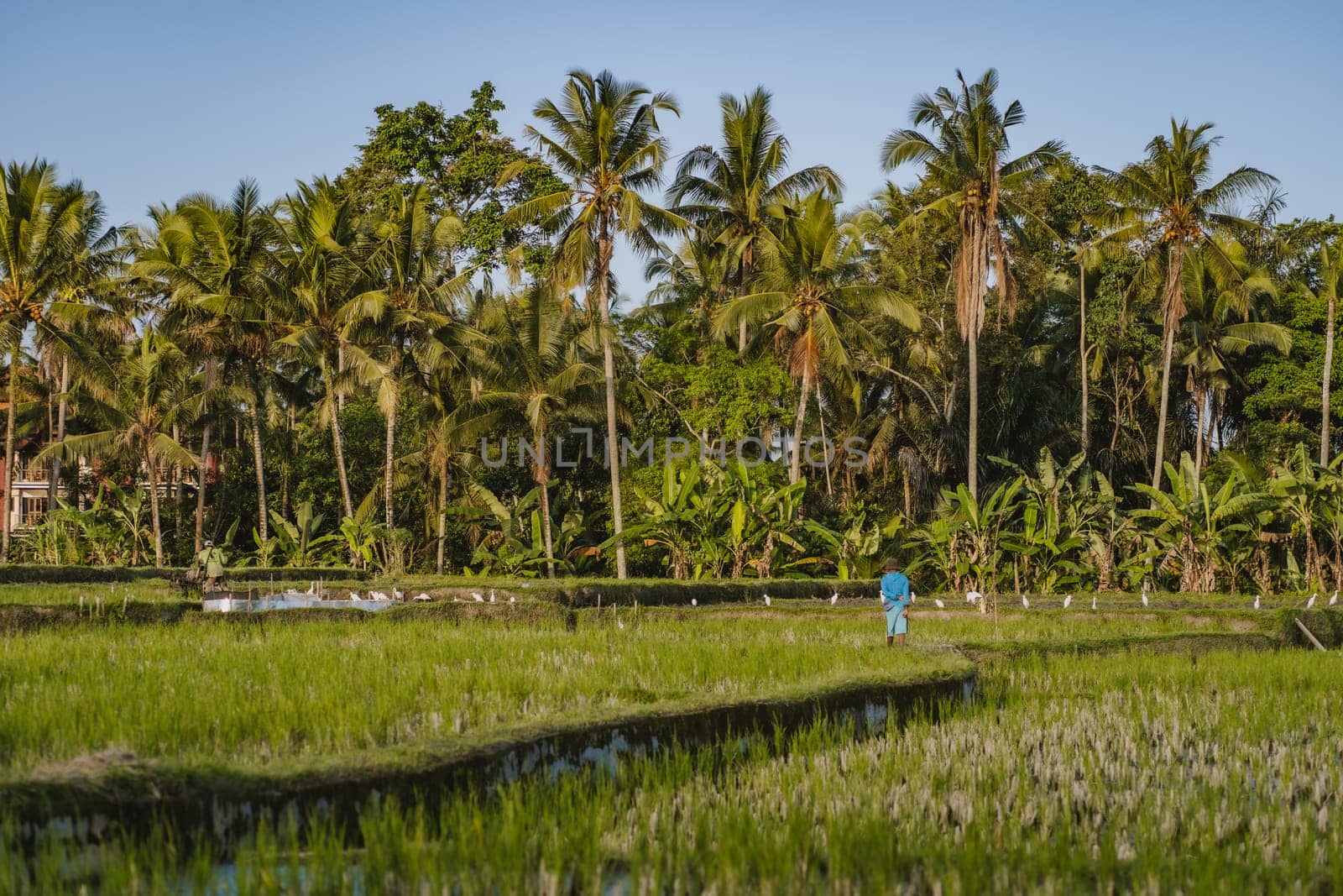 Photo of man working on balinese rice field. Asian rice farming with palms trees on background