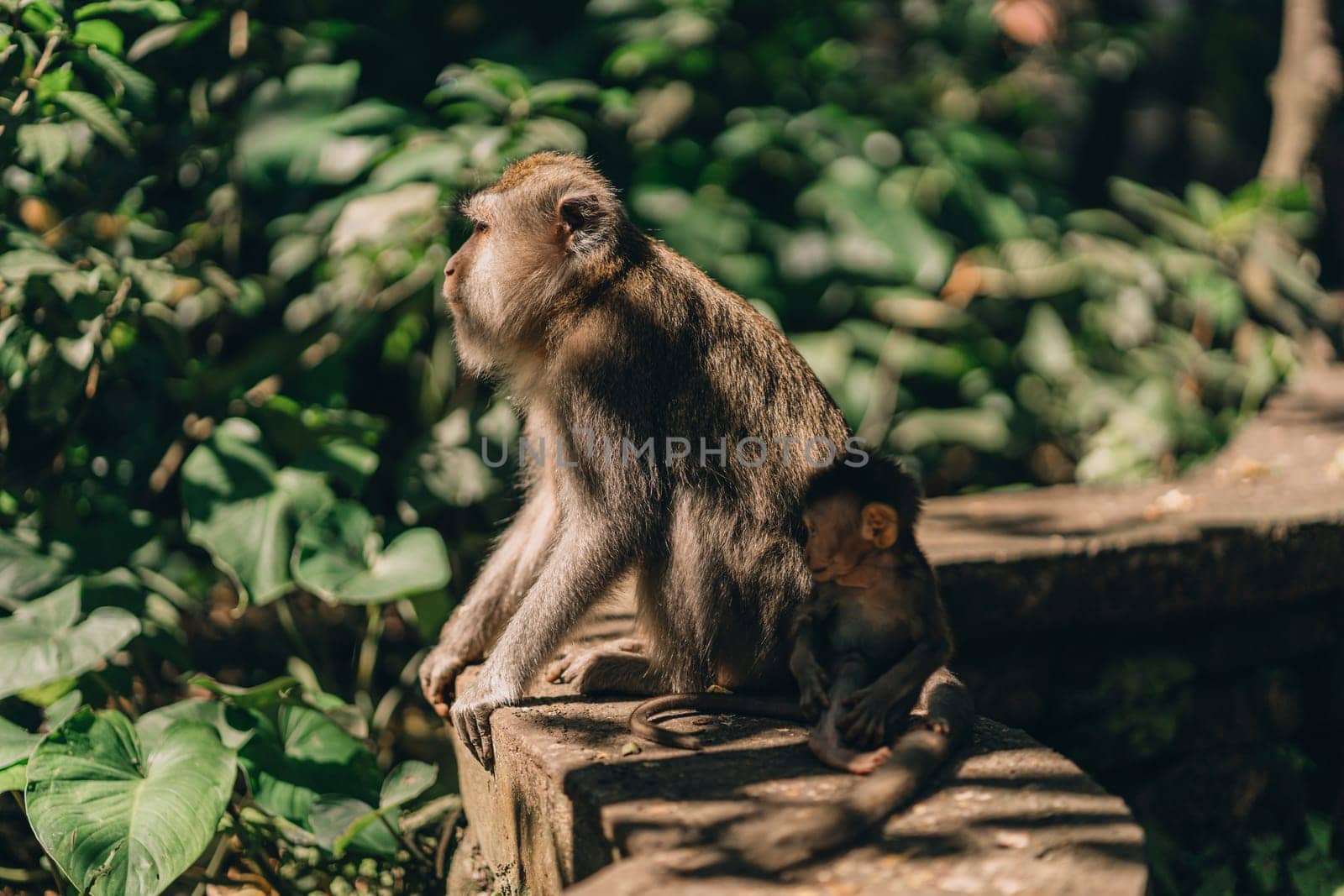 Close up shot of mother monkey sitting with small baby on nature background. Monkeys family sitting on stone wall in sacred monkey forest