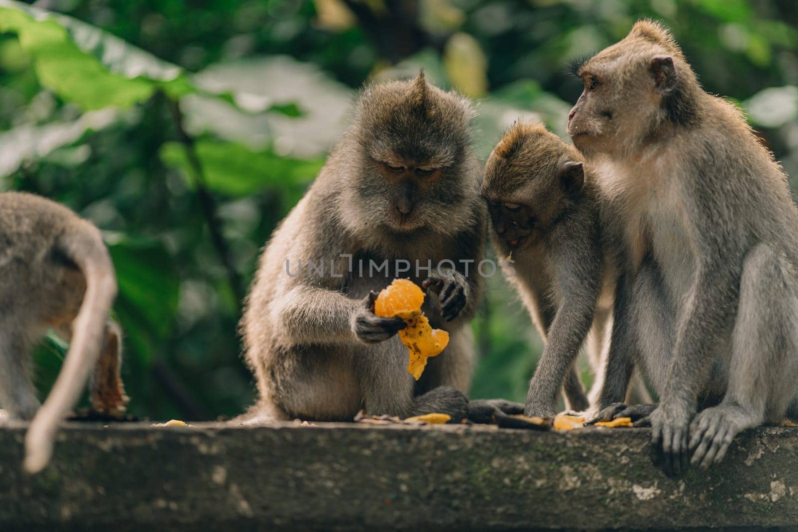 Close up shot of monkeys eating tangerine on green nature background. Group of macaques sitting on wall in sacred monkey forest