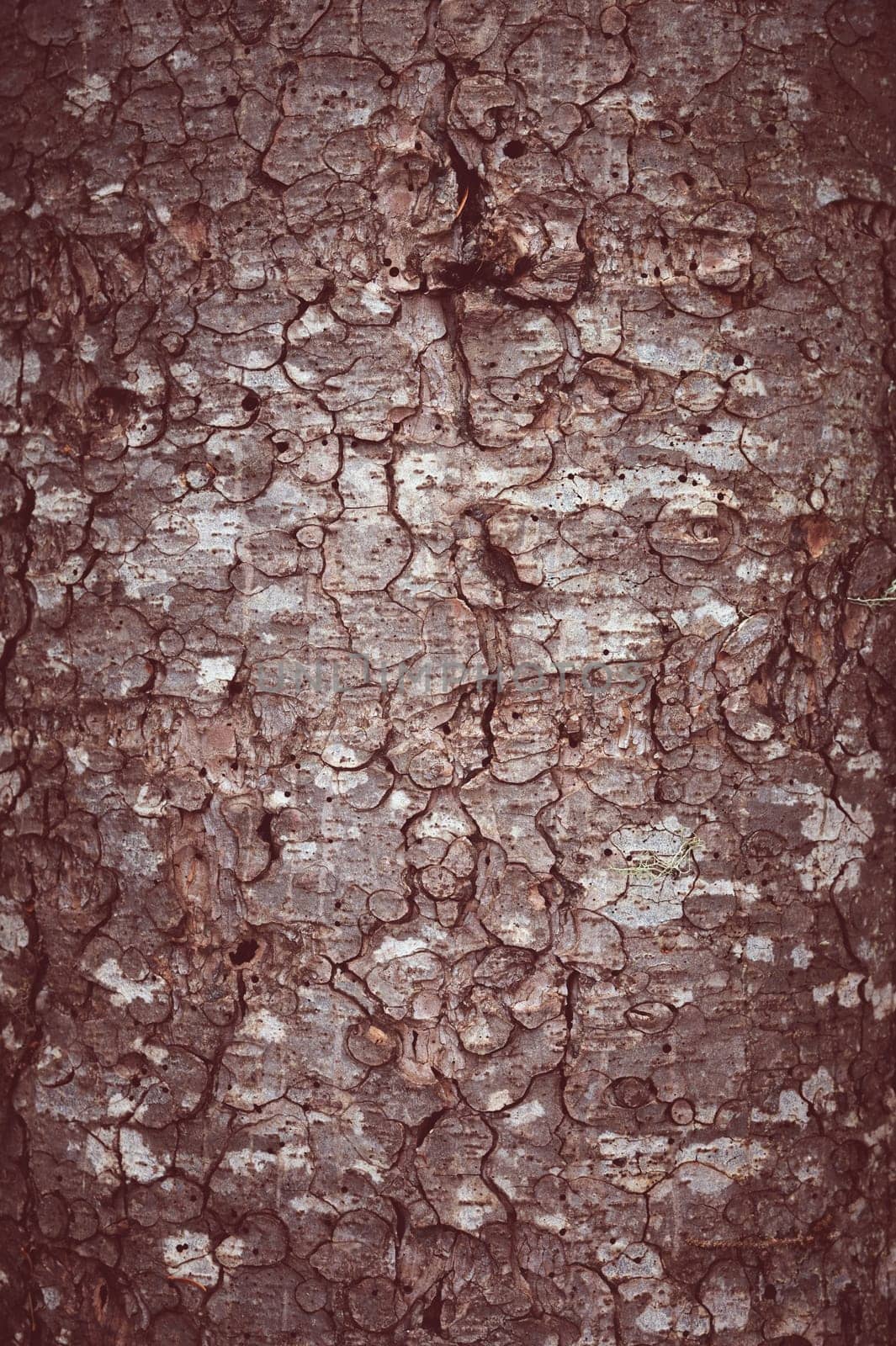 abstract natural antique background. tree trunk closeup by yanik88