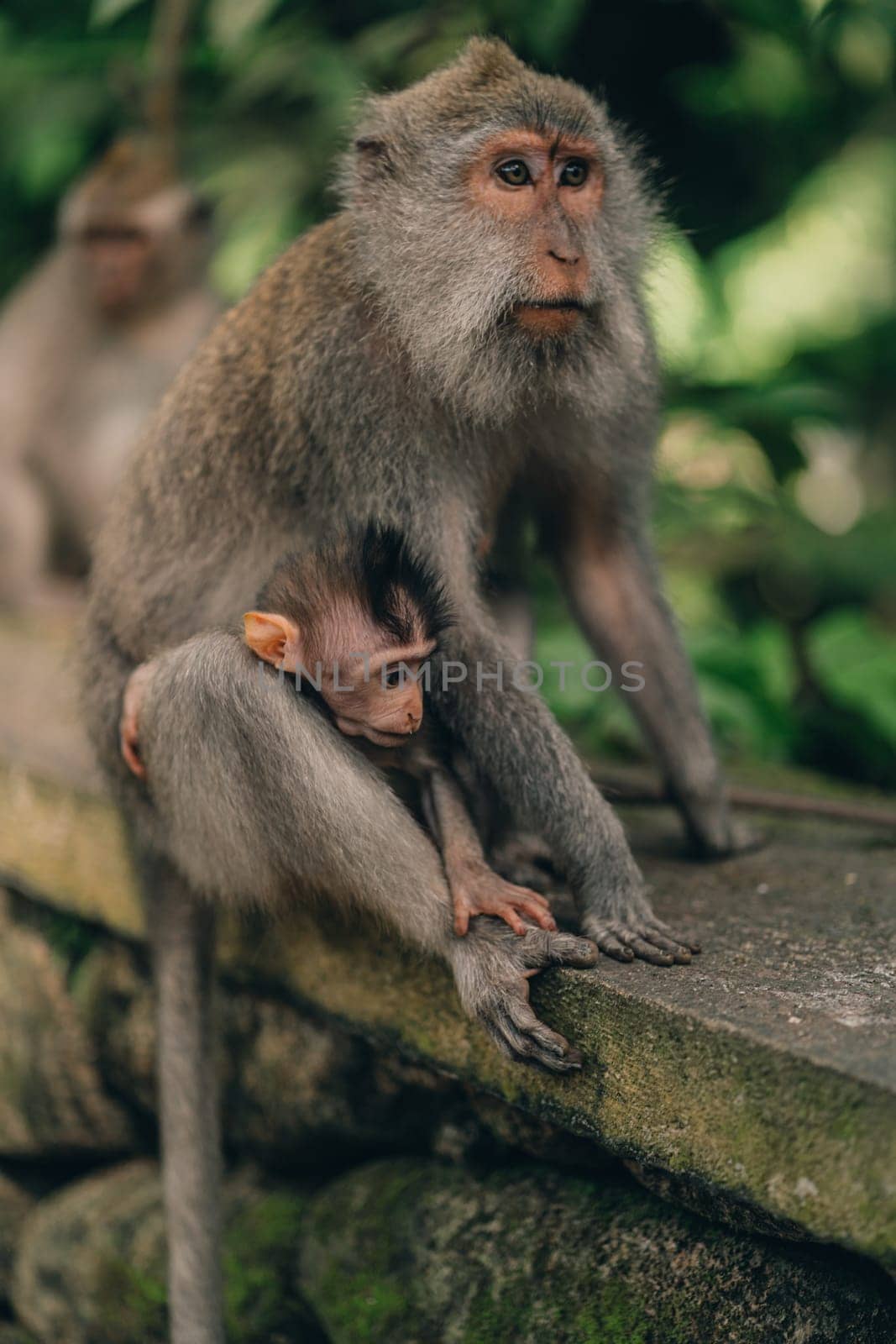 Close up shot of mother monkey sitting with small baby on nature background. Monkeys family sitting on stone wall in sacred monkey forest