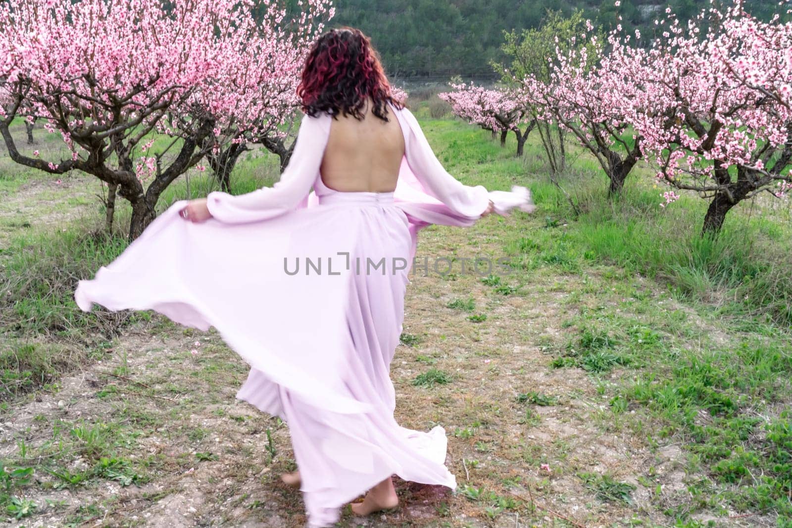 woman blooming peach orchard. A woman in a long pink dress walks in the park, in a peach orchard. Large blooming peach orchard.