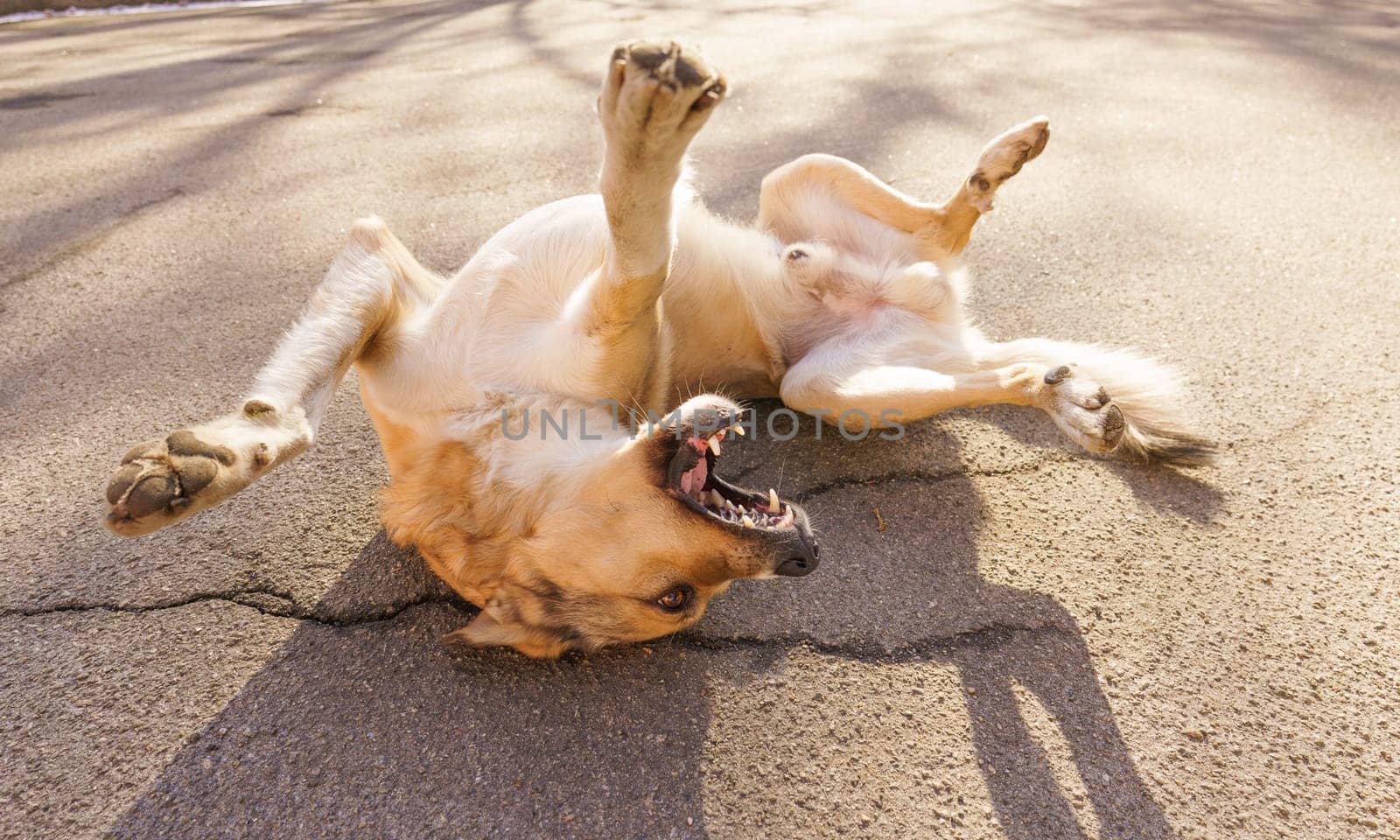 Dogs and people special bond Concept. Happy dog lying on back, showing confidence and trust towards human. Strong connection can exist between humans and their canine companions. High quality photo. High quality photo