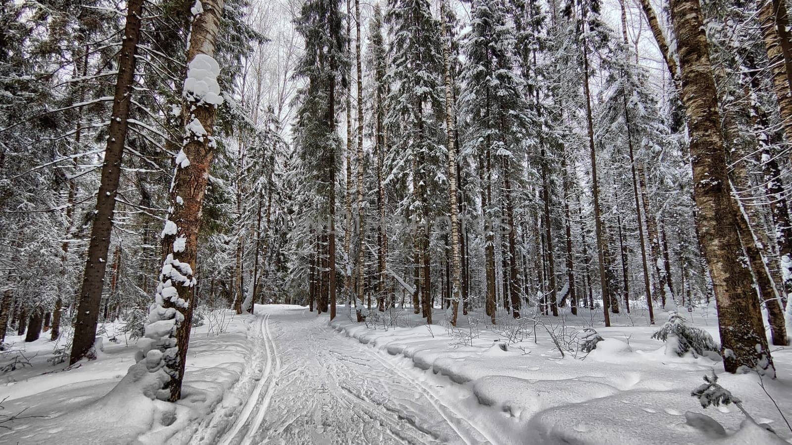 Snow covered trees in the winter forest with road in a cold day. White and black landscape