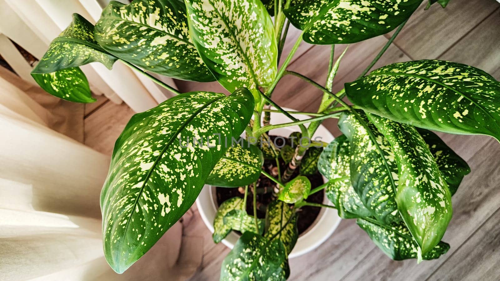 Dieffenbachia plant in a pot on a stool by the window. Retro interior in light colors. Background with plant with green leaves and fabric