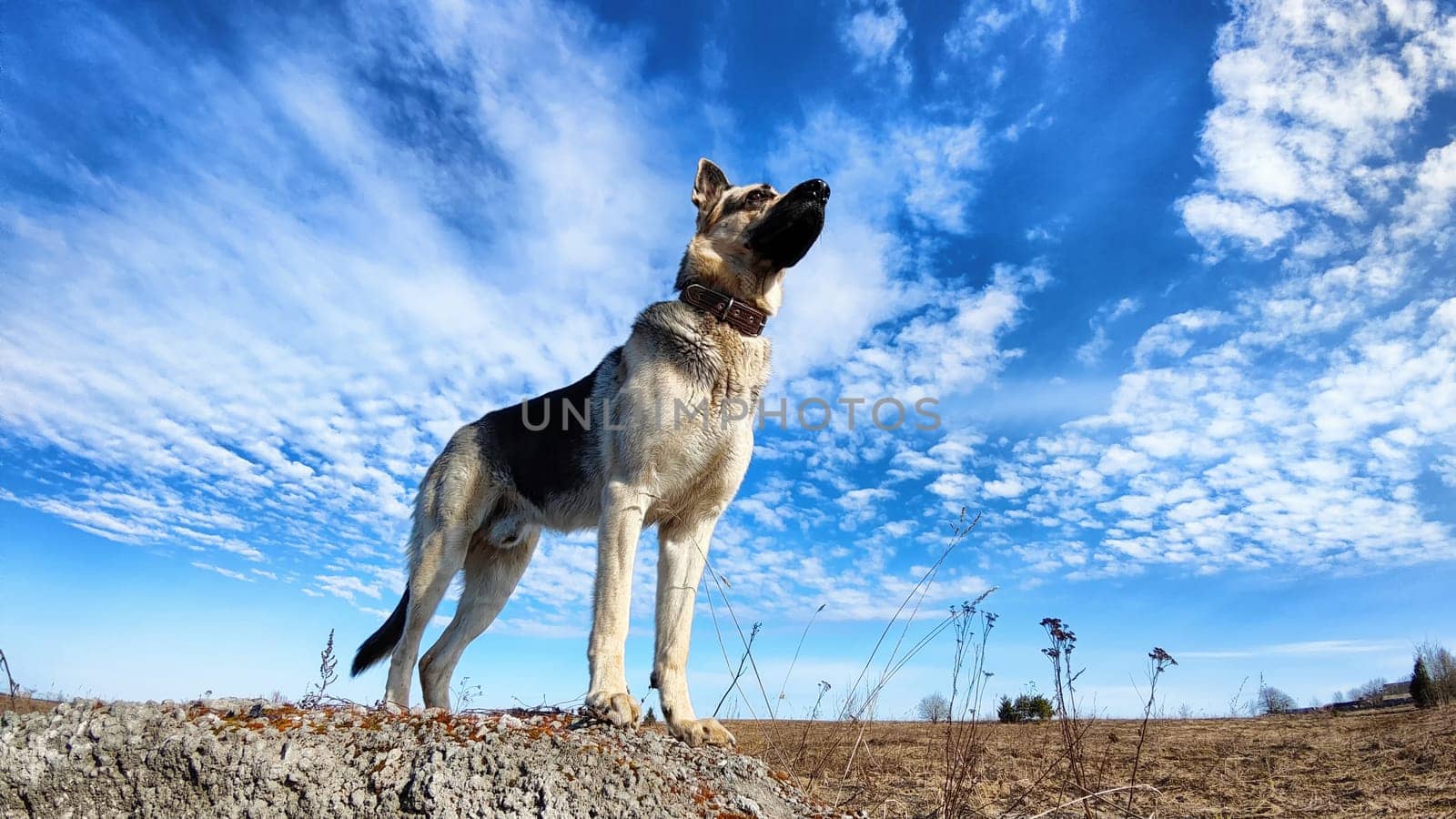 Dog German Shepherd on big stone in field with dry yellow grass, blue sky with white clouds on background in sunny autumn or spring day. Russian eastern European dog veo