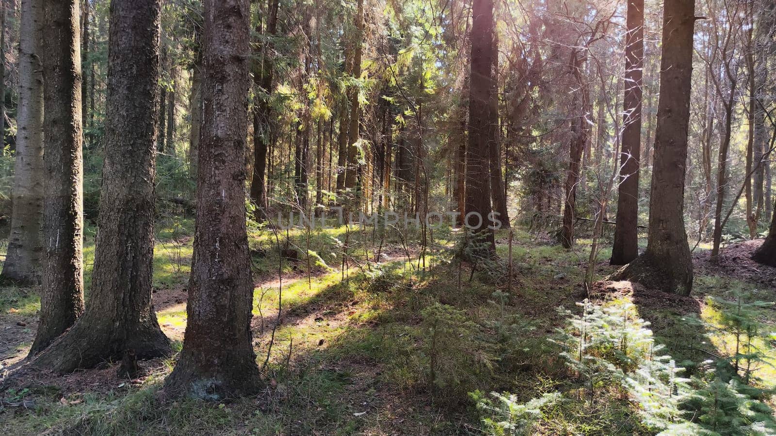 Dark forest with firs and pines on autumn, spring, summer day or early morning. Rays of sun and the sun through tree trunks and shadows on the ground