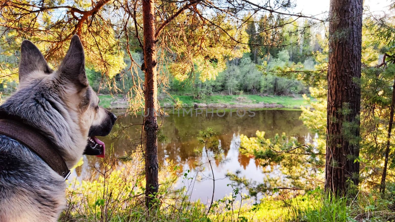 Dog German Shepherd in forest near water of river or like in autumn, spring, summer day. Russian eastern European dog, veo in nature landscape