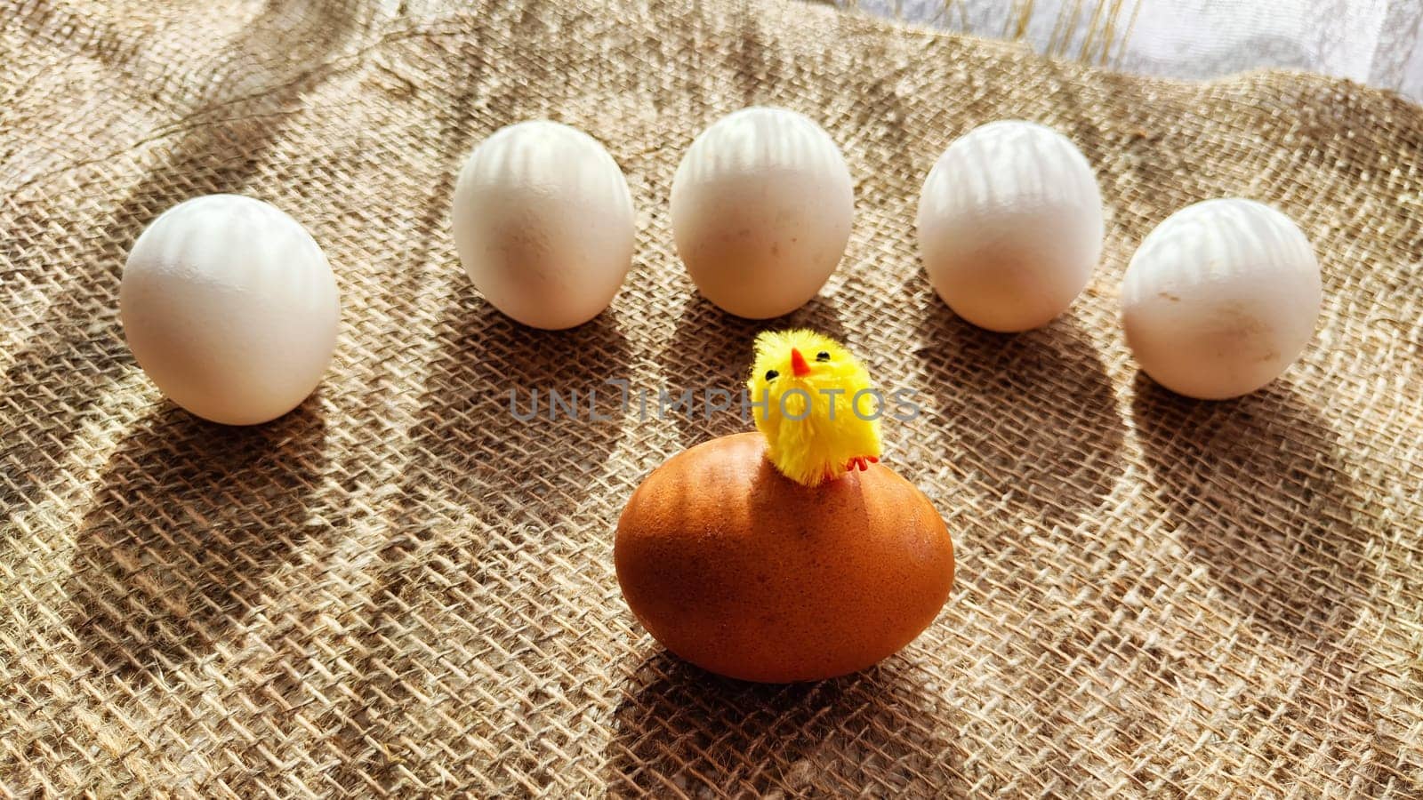 Many white eggs and one brown egg on rag jute cloth. Concept of individuality, exclusivity. Bullying, group and confrontation. Leadership and confidence. Agricultural Production of eggs, incubator