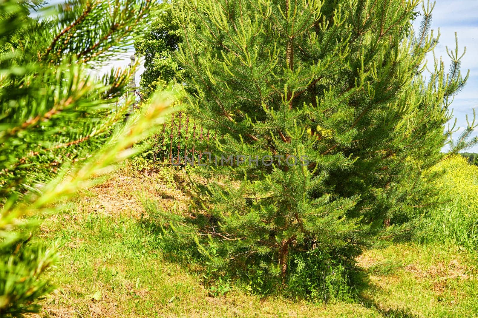 Spruce or pine in the forest on a summer, spring or autumn sunny day. Fir branch with needles. Background, location