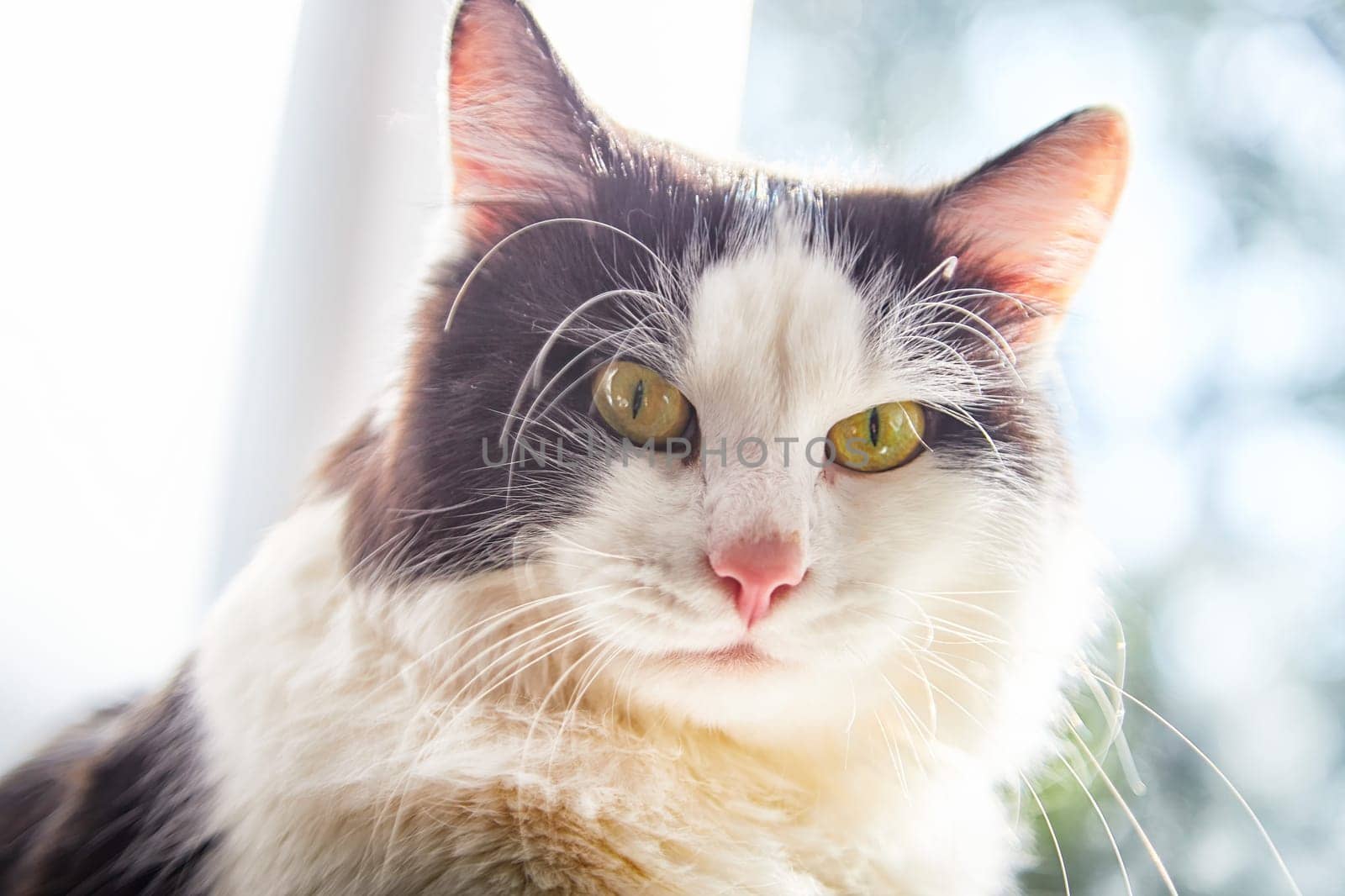 A black and white cat lies on the windowsill in cardboard box and the light from the window