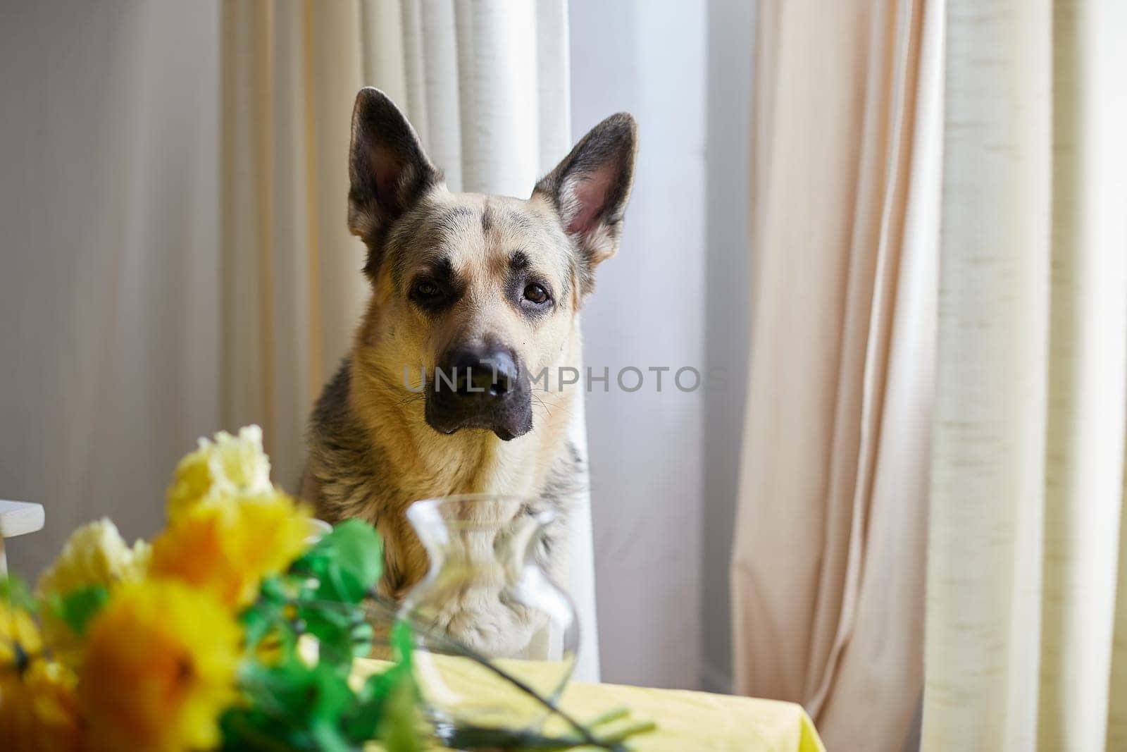 Dog German Shepherd inside of room with yellow flowers. Russian eastern European dog veo indoors