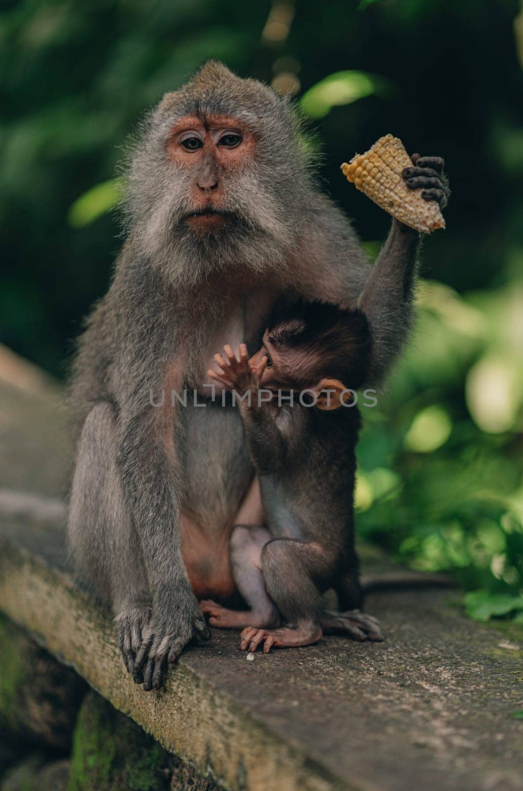 Close up shot of mother monkey sitting with small baby on nature background. Monkeys family sitting on stone wall in sacred monkey forest