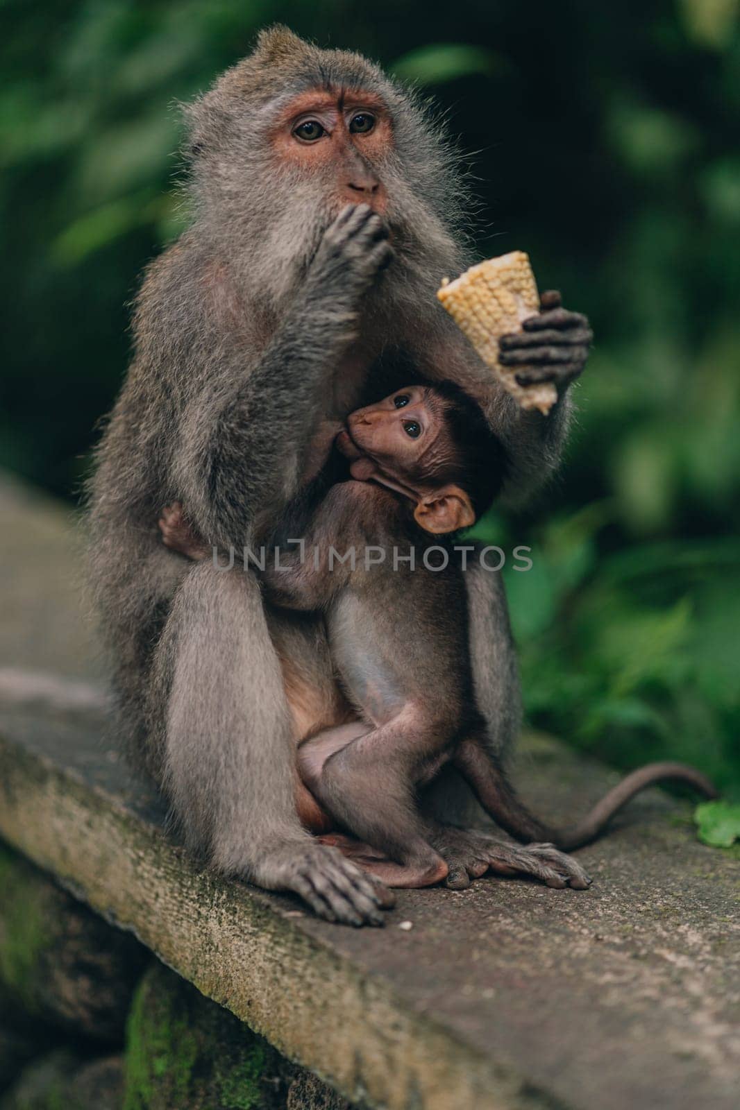 Close up shot of mother monkey sitting with small baby on nature background. Monkeys family sitting on stone wall in sacred monkey forest