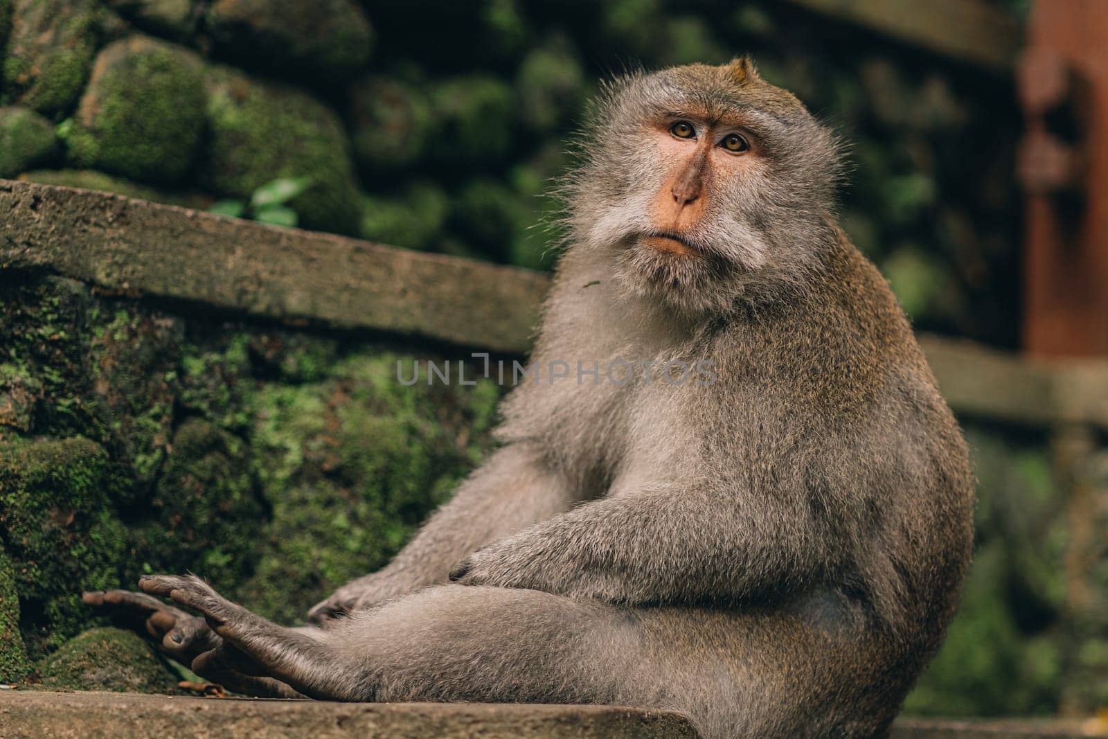 Close up shot of relaxed monkey sitting on green wall background by Popov