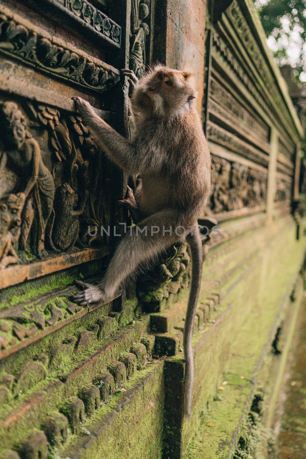 Macaque hanging on stone architecture wall in sacred forest monkey by Popov