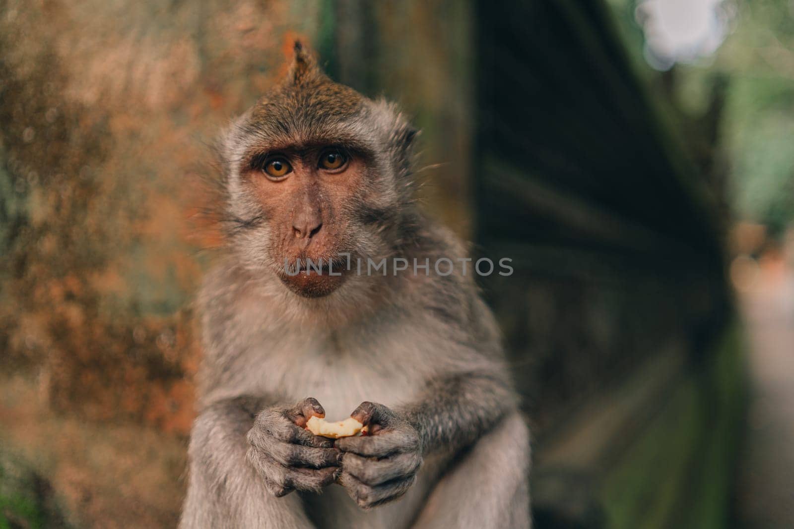 Macaque hanging on stone architecture wall in sacred forest monkey. Monkey climbing on balinese traditional stone carved sculpture