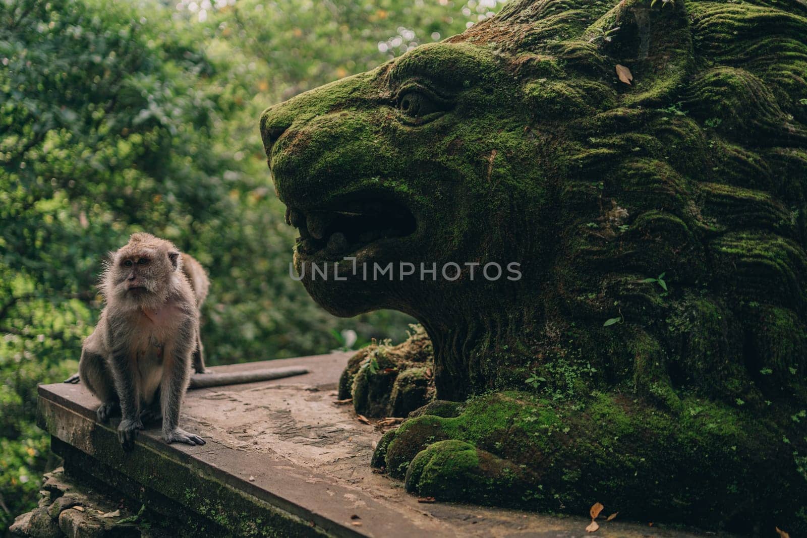 Cute monkey beside lion stone sculpture covered with moss by Popov