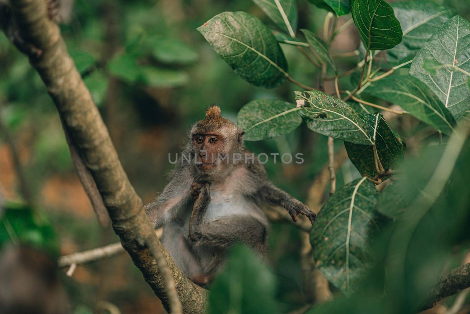 Close up shot of monkey sitting on tree with green nature background. Sacred ubud monkey forest sanctuary