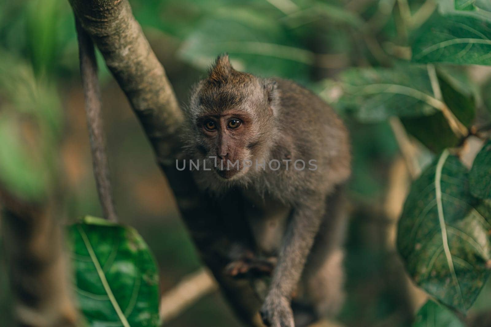 Close up shot of monkey sitting on tree with green nature background by Popov