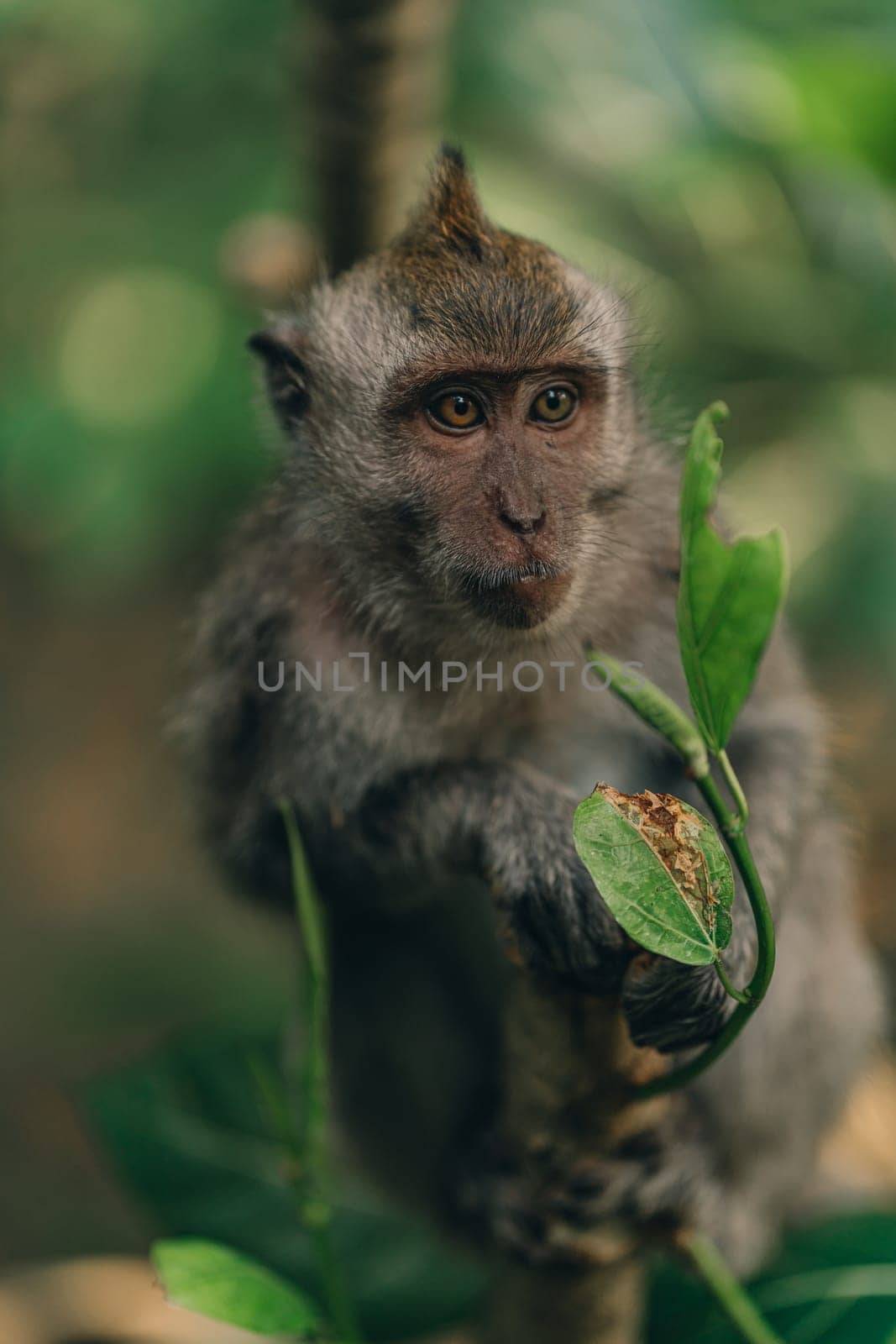 Close up shot of climbing monkey on tree with jungle nature background. Macaque hanging in sacred monkey forest sanctuary