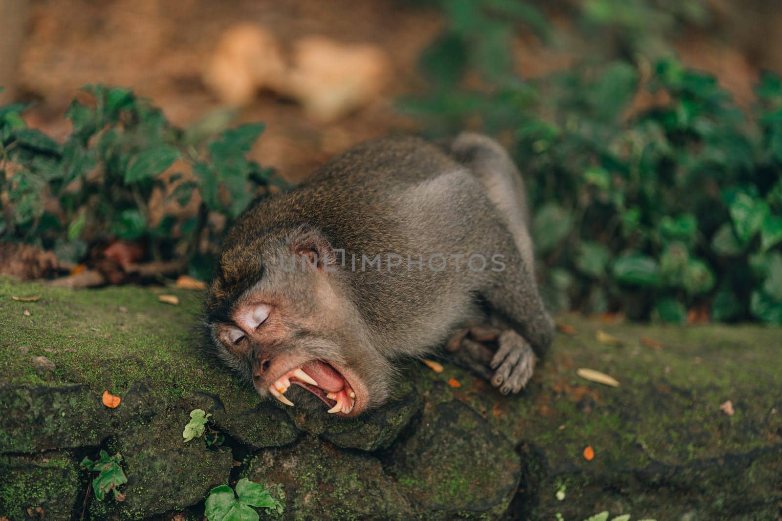Close up shot of yawning monkey lying on temple wall by Popov