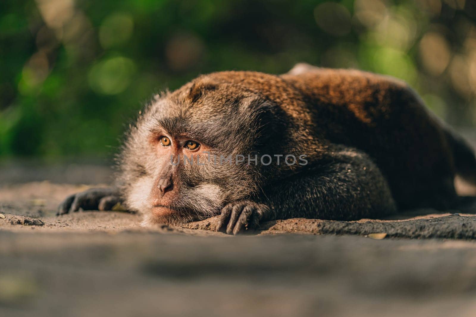 Close up shot of lying relaxed monkey watching careful by Popov