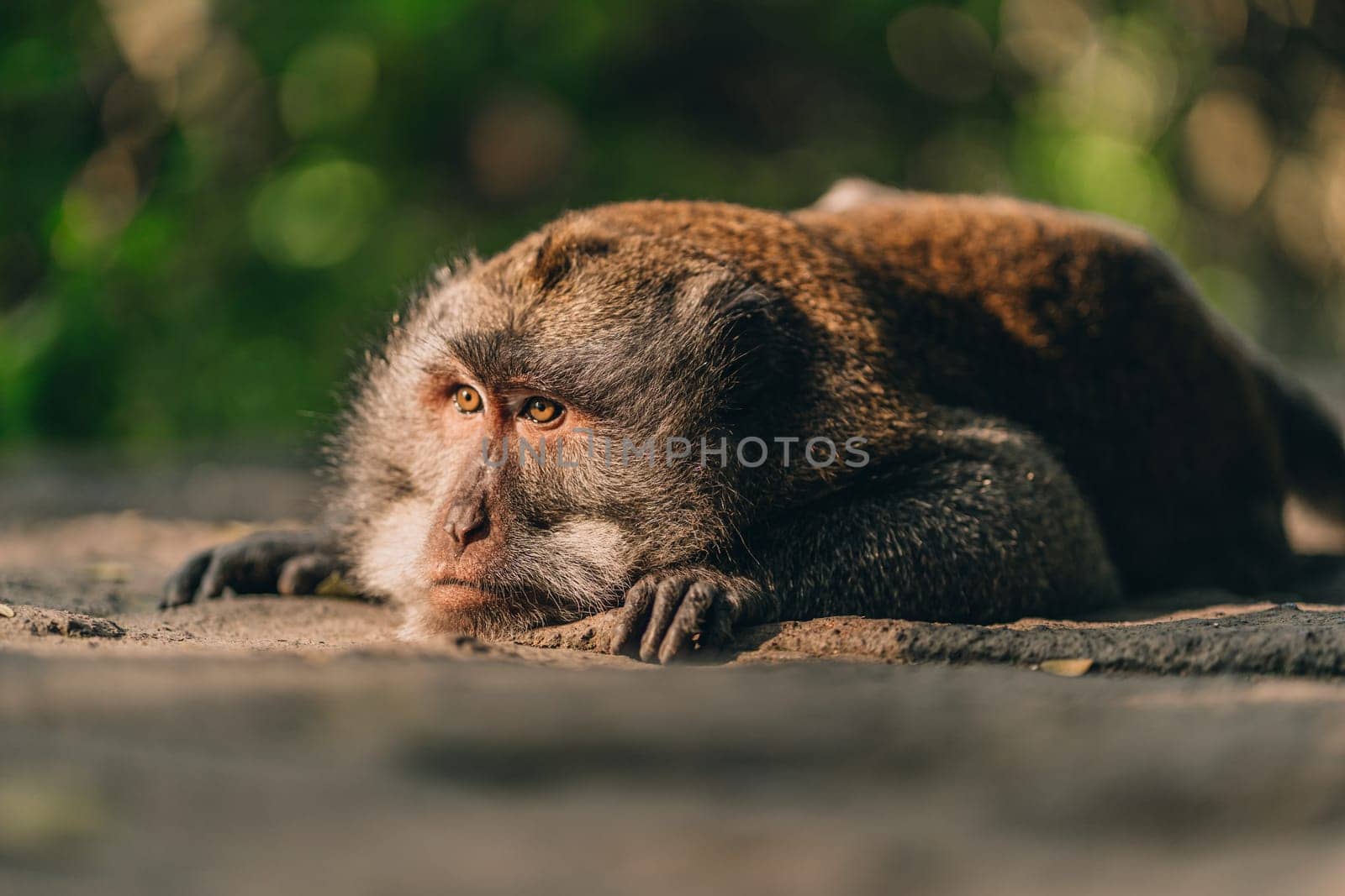 Close up shot of lying relaxed monkey watching careful. Macaque in sacred ubud monkey forest sanctuary