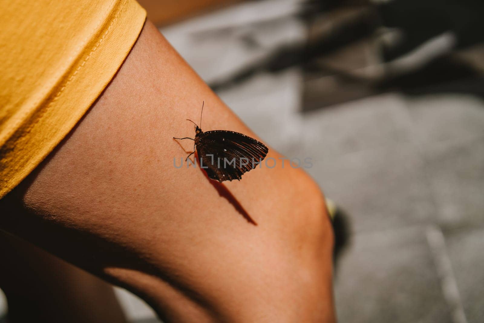 Close up shot of butterfly sitting on woman leg. Summer butterfly touch, nature insect and human interaction