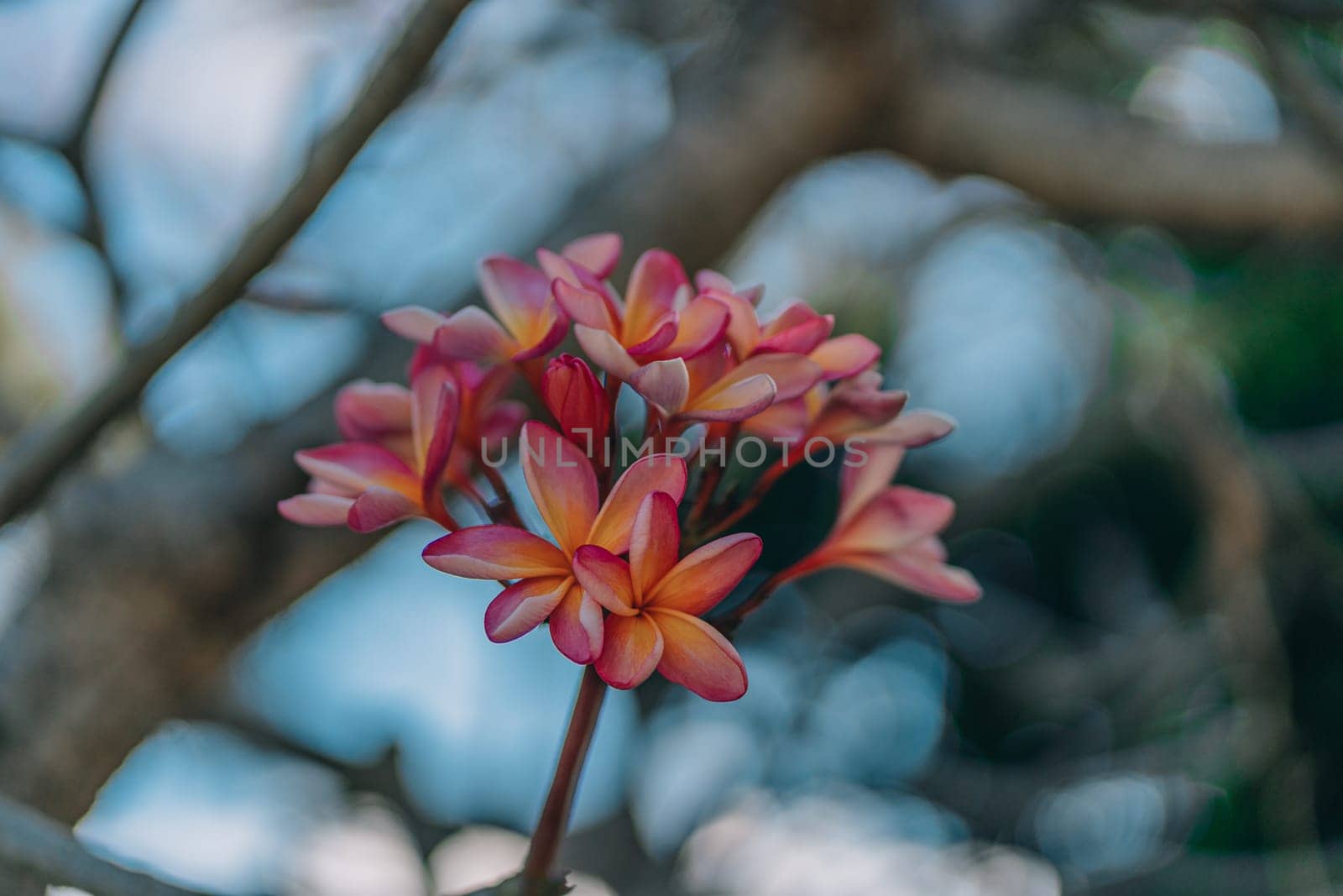 Close up shot of tropical rose flowers with tree background by Popov