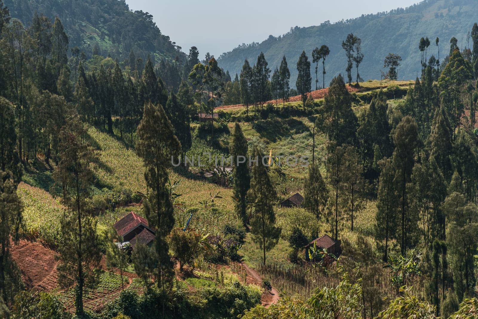 Landscape view of balinese garden and forest vegetation. Tropical hills trees and rice plantation