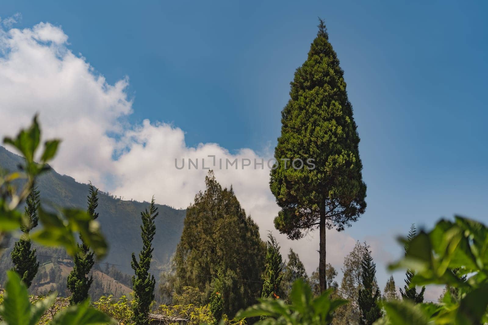 Close up shot of tropical tree with hills nature background. Balinese forest landscape with blue sky with clouds