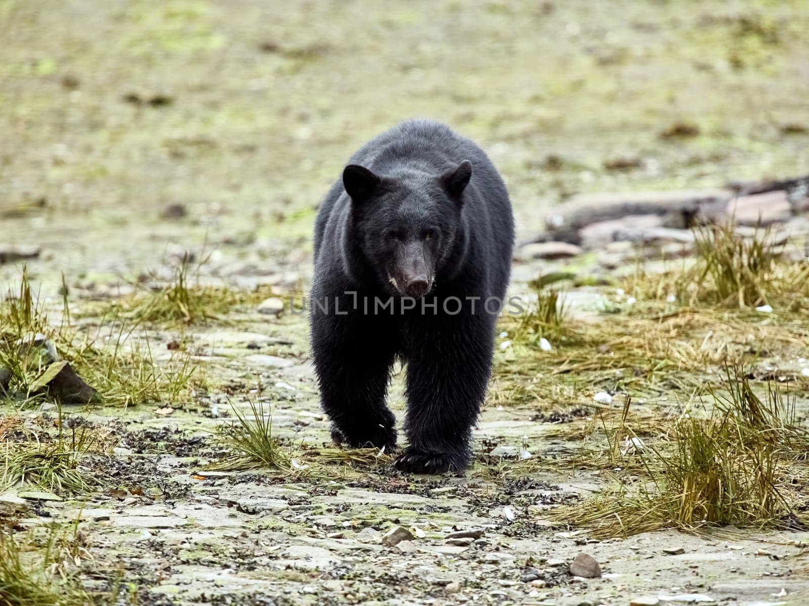 Black Bear walking towards you on way to a river to look for Salmon.