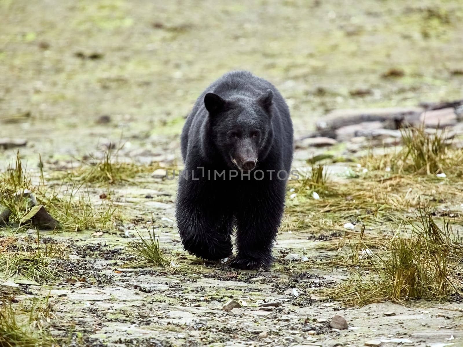 Black bear walking towards you on way to a river to catch salmon.