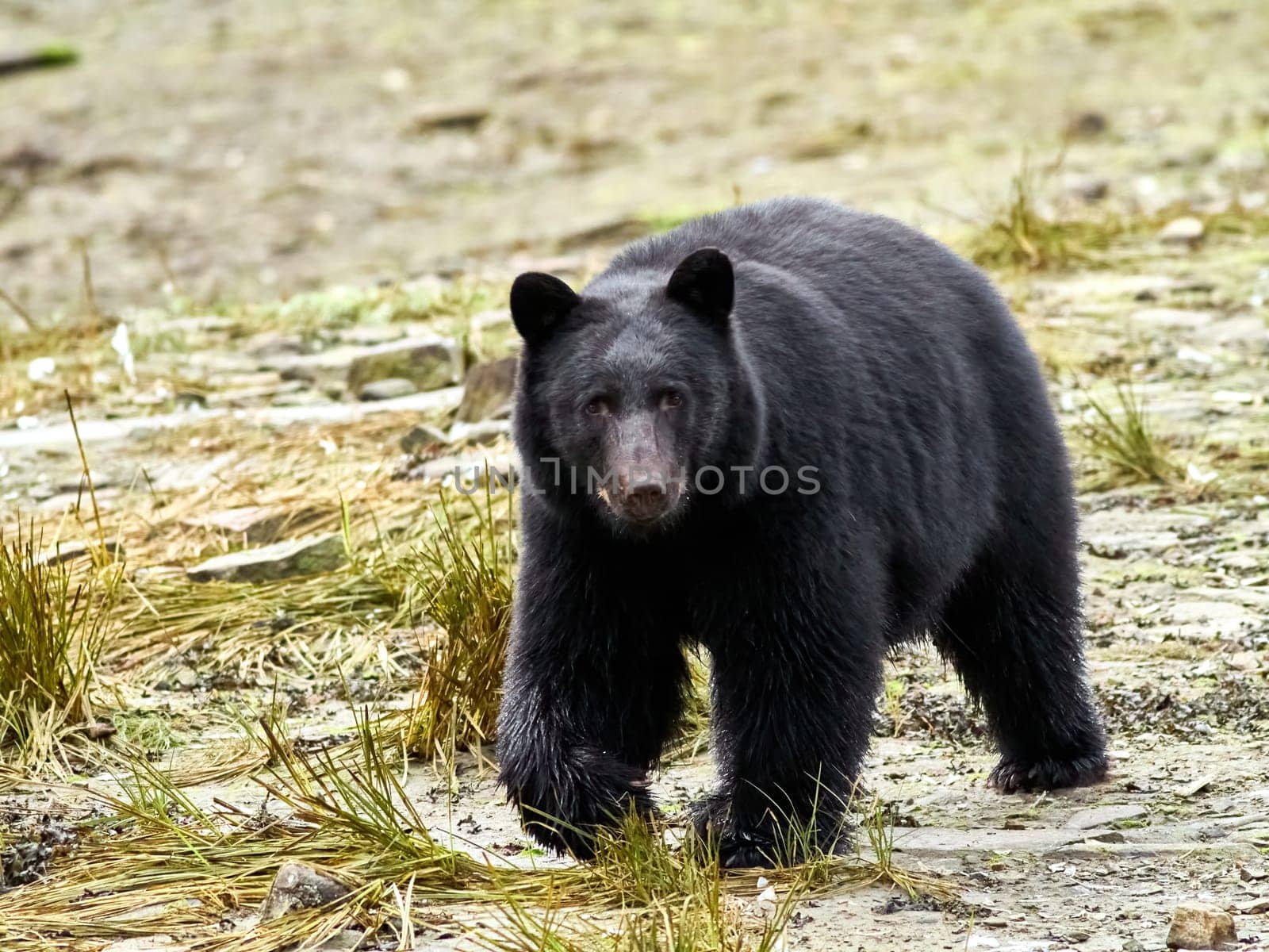 Black bear walking towards you on way to a river to catch salmon.