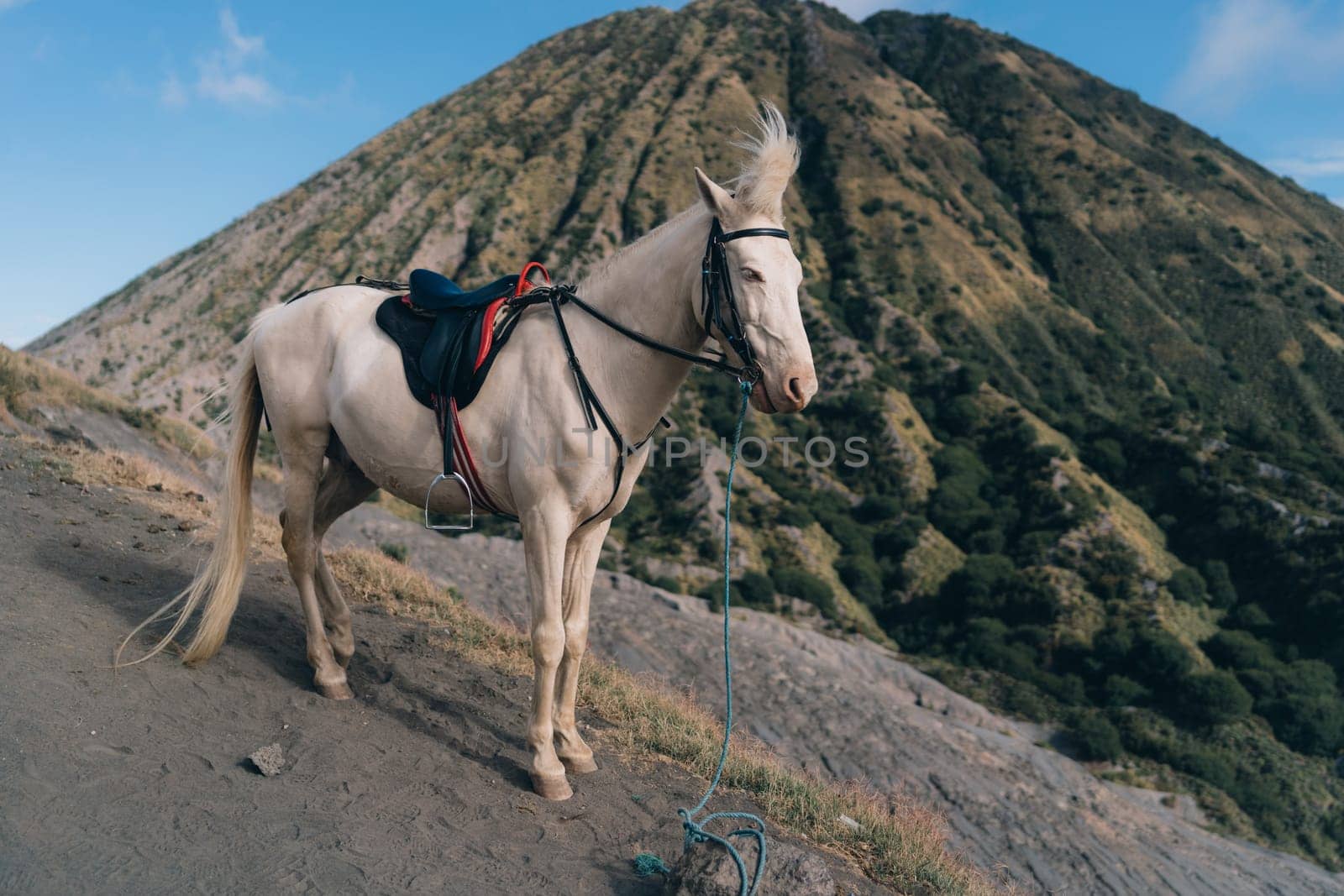 Close up shot of white horse with Bromo mount background by Popov