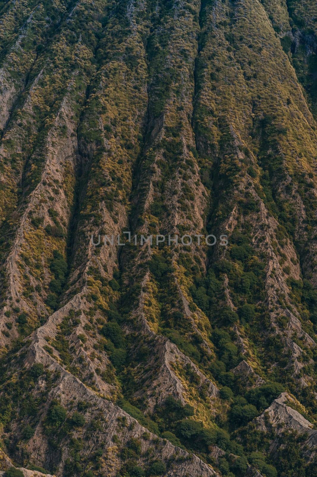 Close up view of Bromo Mount texture with savanna vegetation. Rocky lava with plants, Bromo savanna field