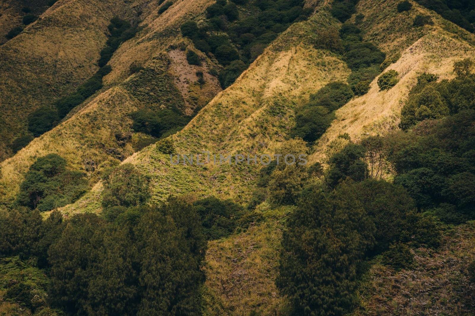 Close up shot of Bromo texture with vegetation cover. Bromo mount volcano, Semeru Tengger savanna