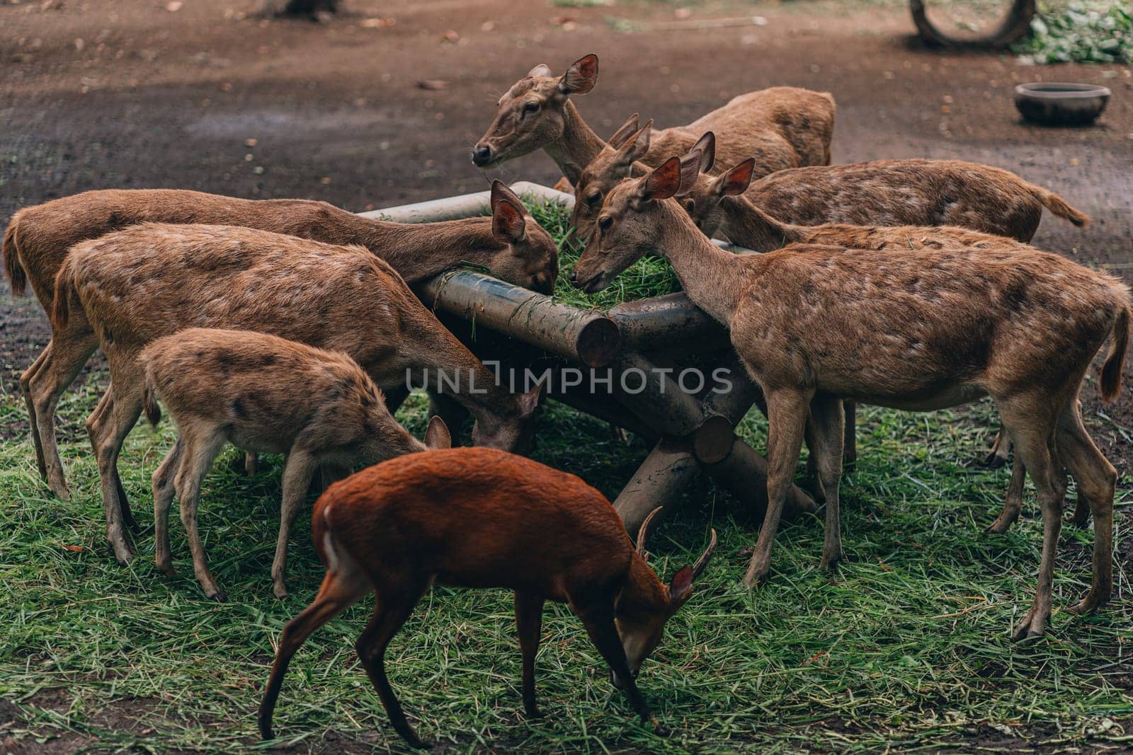Group of deers eating from grass stack. Wild fallow deers consuming green food plants