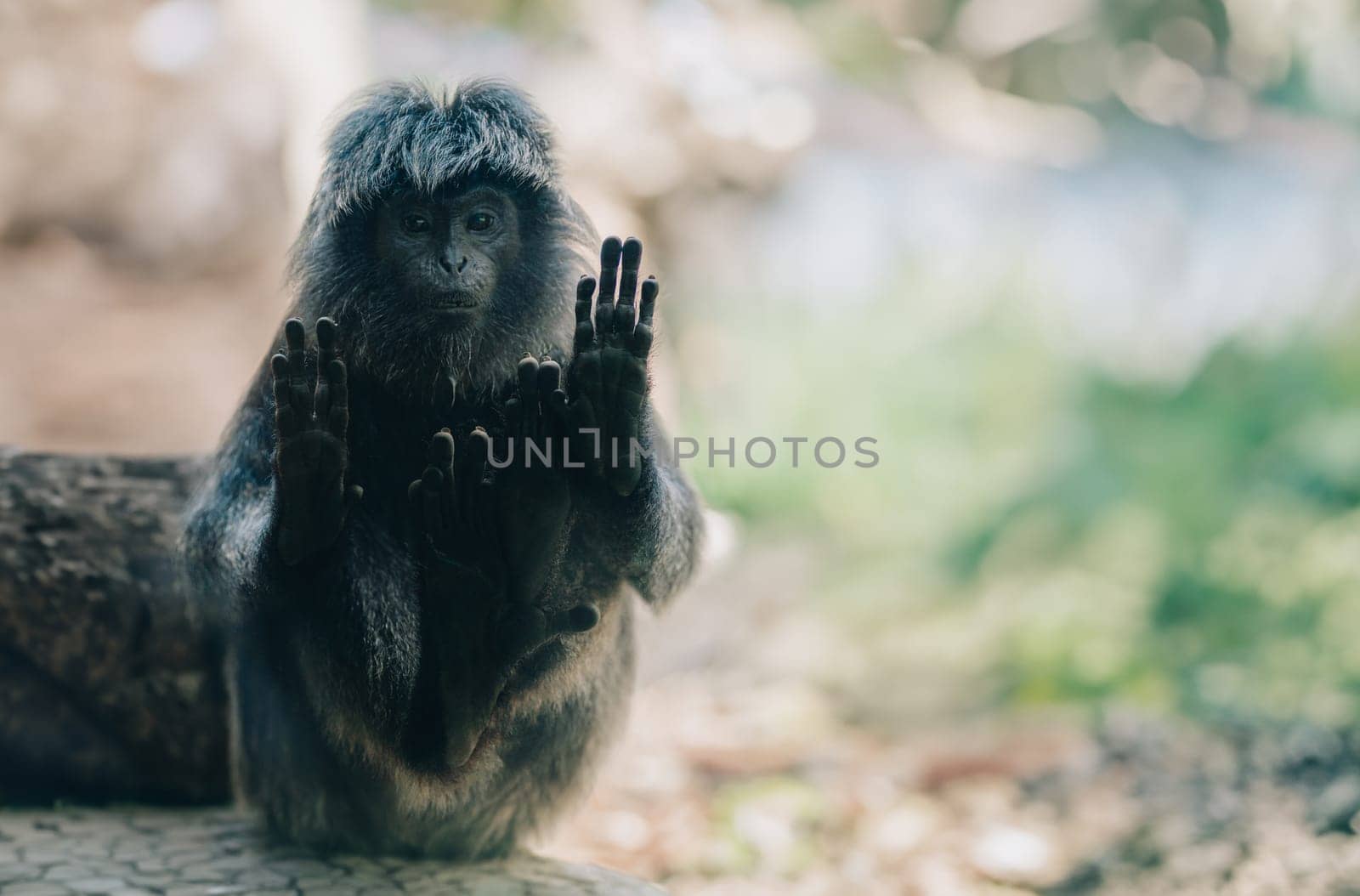 Close up shot of black monkey with hands on glass by Popov