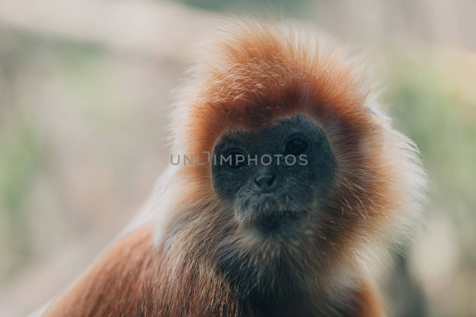Close up shot of golden langur monkey species. Endangered monkey photo in zoo, cute fluffy ape face