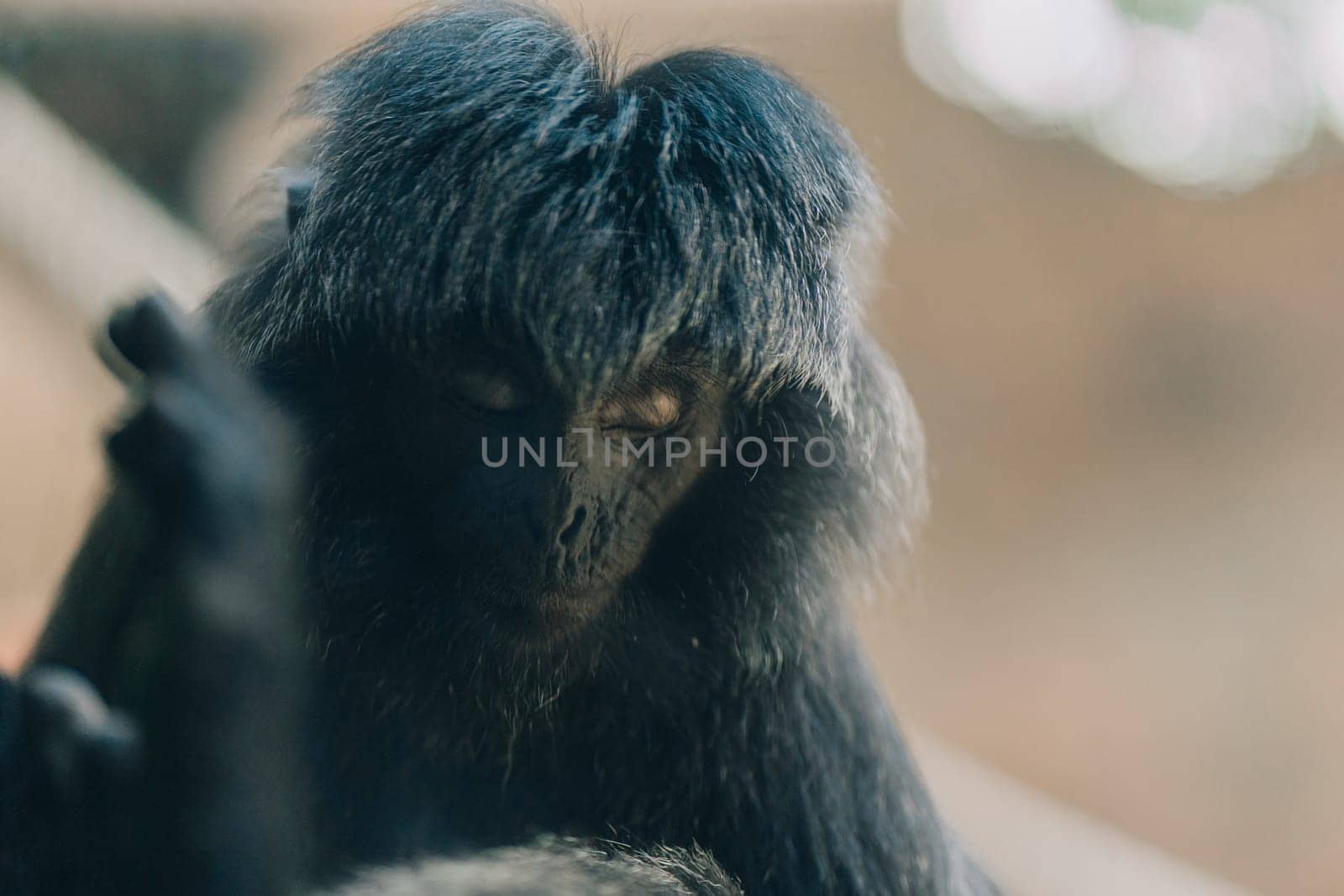 Close up shot of fluffy Goeldi's marmoset face. Cute adorable goeldis monkey in zoo